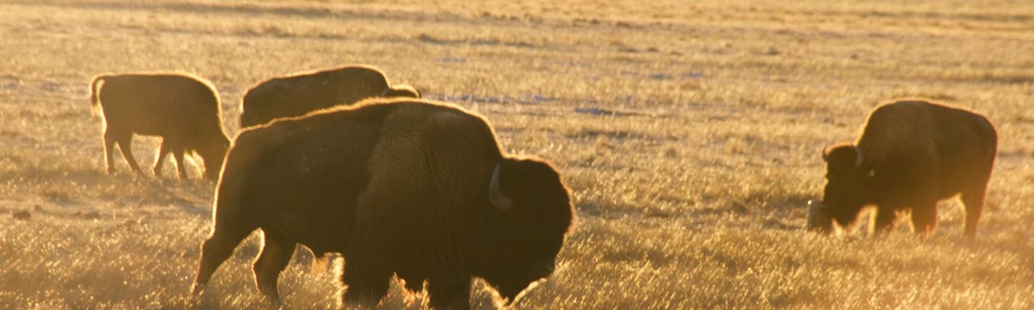 Bison in grassy field at sunset
