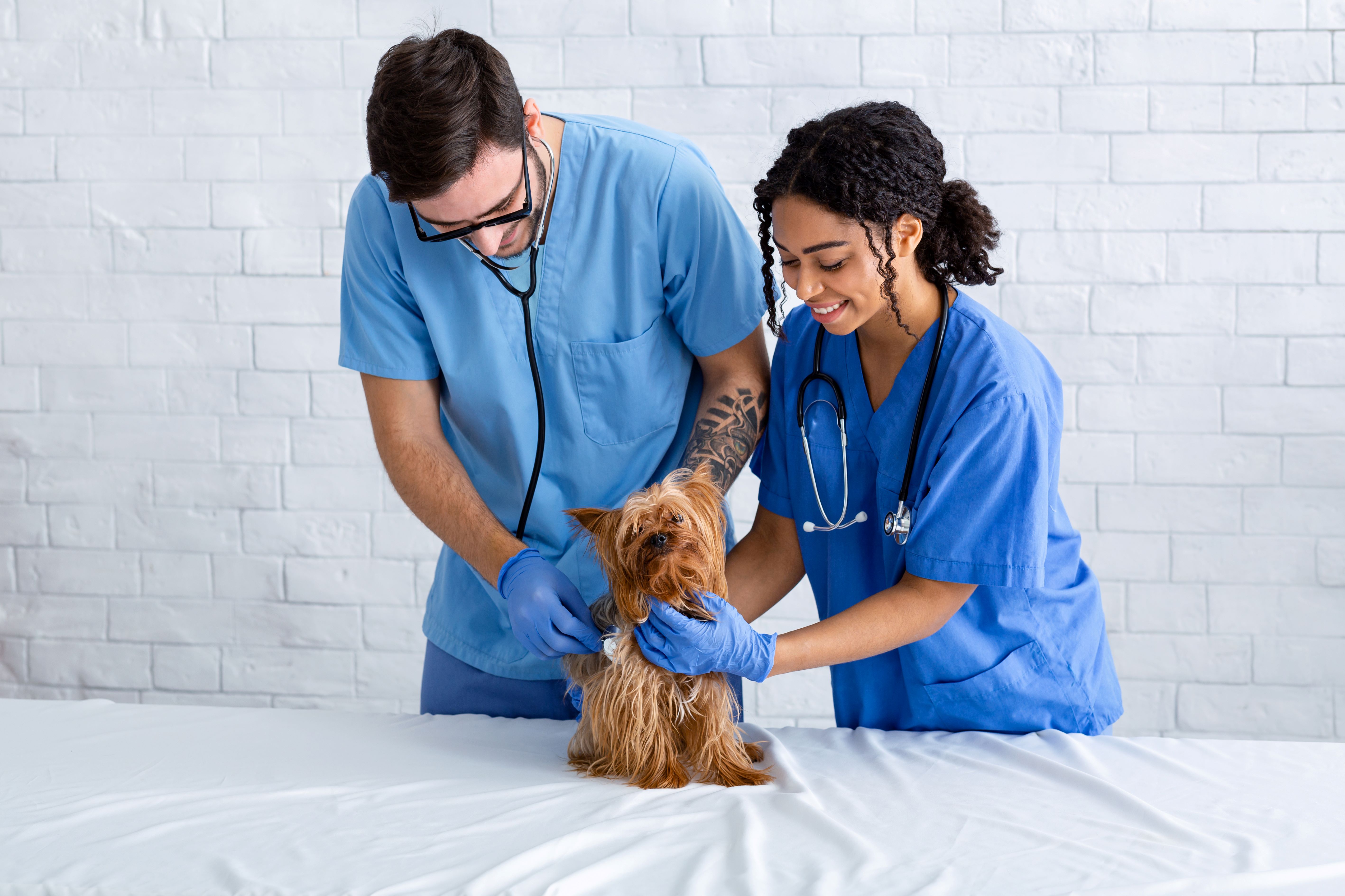 Man and woman in scrubs listening to a dog with stethoscopes