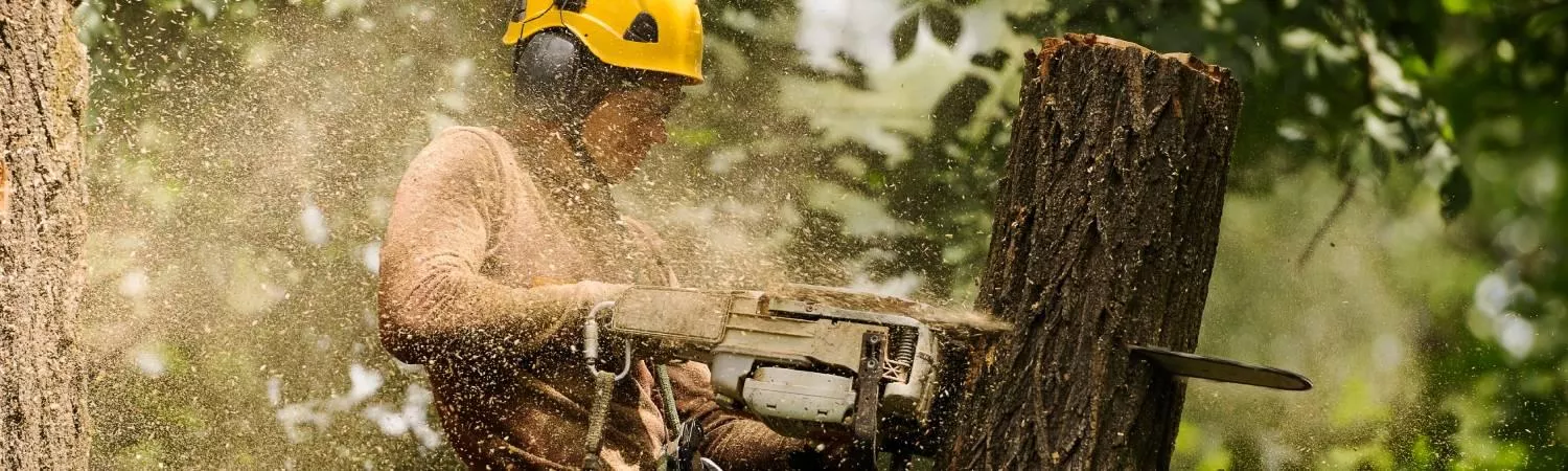 An arborist worker trimming a tree with a chainsaw